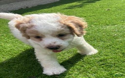 Cavapoo dogs for sale: Bunny - Image 4