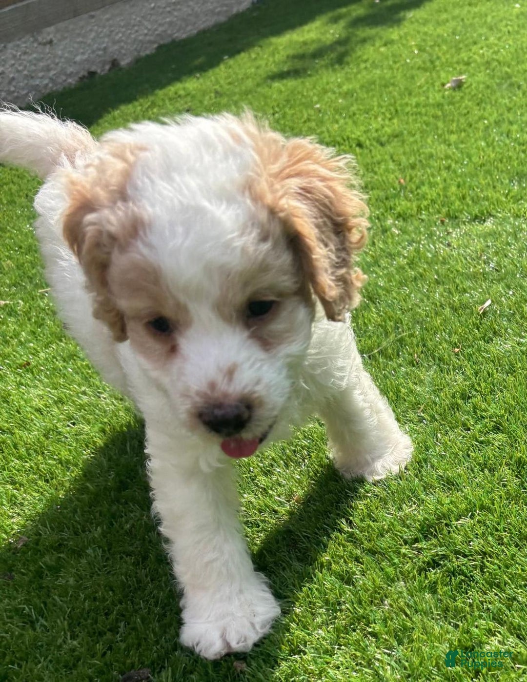 Cavapoo dogs for sale: Bunny - Image 4