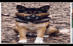 Gerberian Shepsky dogs for sale: Panda Bear - Image 11