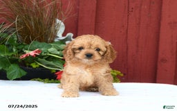 Cockapoo dogs for sale: Kimber - Image 2