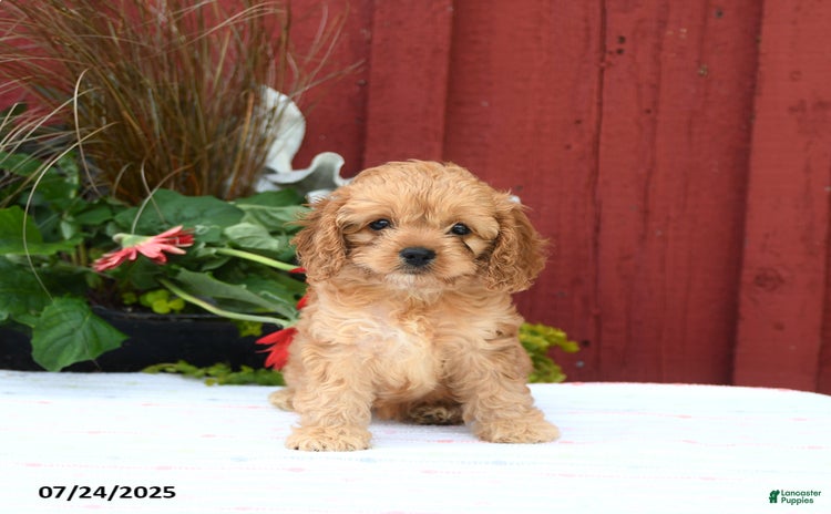 Cockapoo dogs for sale - Ad 1
