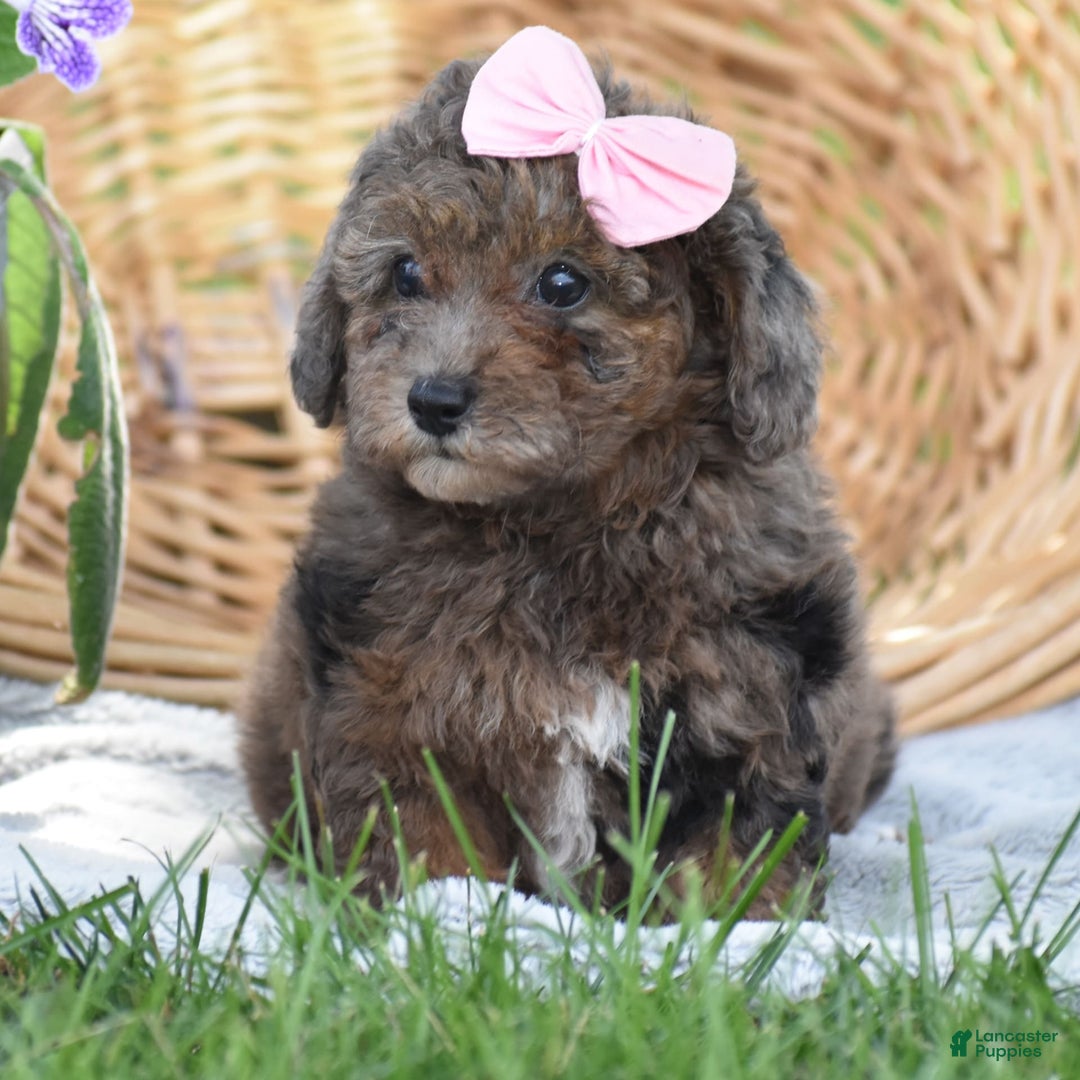 Yorkiepoo dogs for sale: Petunia - Image 11