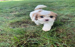 Cavapoo dogs for sale: Dallas - Image 4
