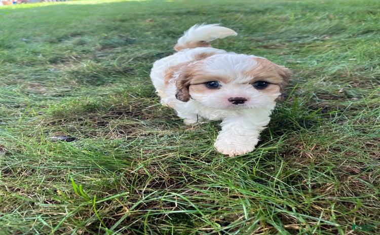 Cavapoo dogs for sale - Ad 1