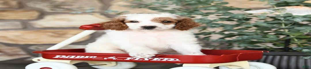 Patches
