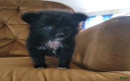 Pomeranian dogs for sale: Oreo - Image 2