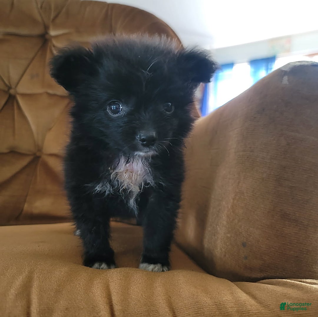 Pomeranian dogs for sale: Oreo - Image 2