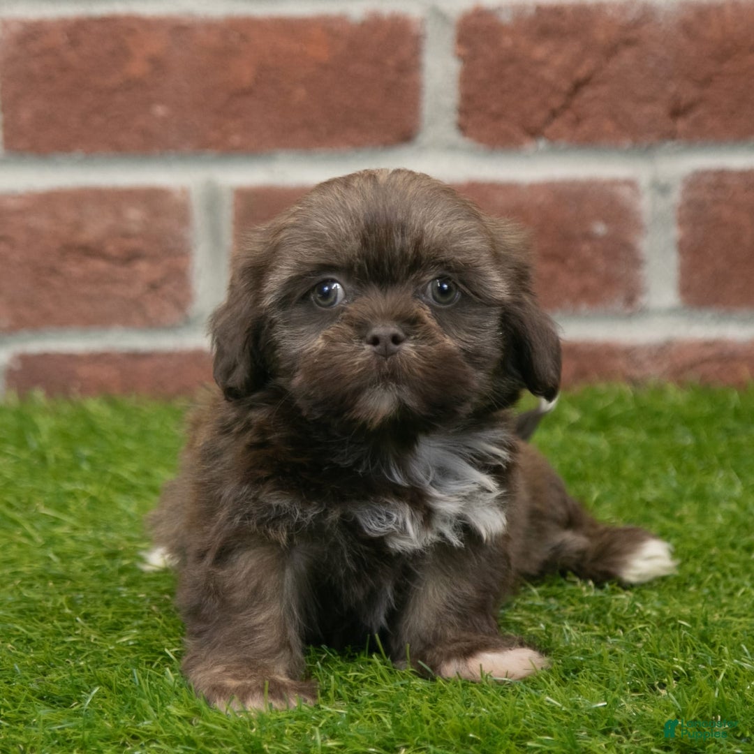 Shih Tzu dogs for sale: Lacey - Image 8