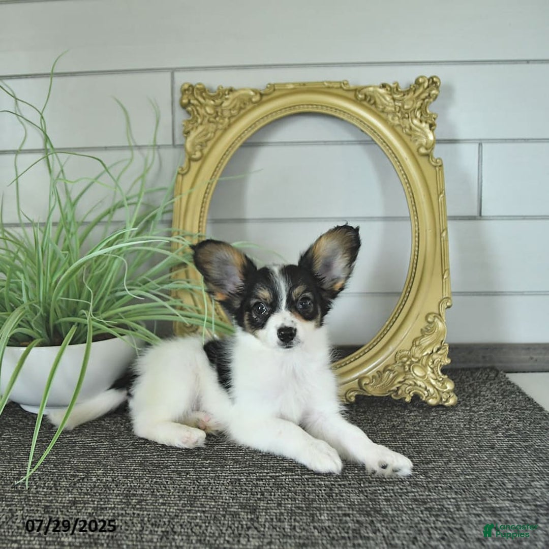 Papillon dogs for sale: Quinn - Image 14