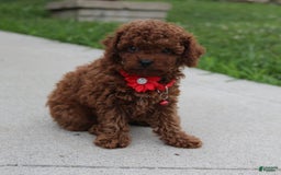 Toy Poodle dogs for sale: Kody - Image 6