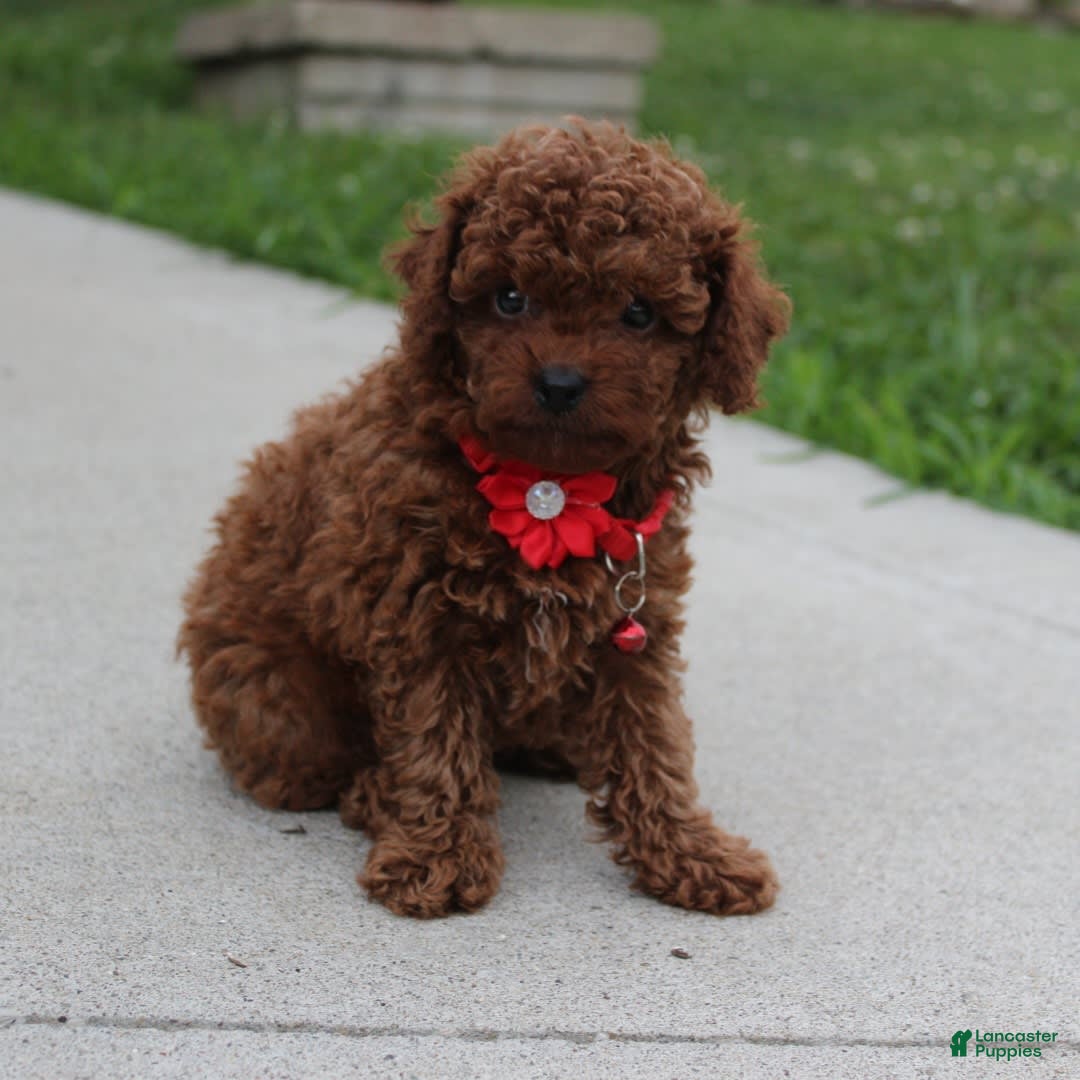 Toy Poodle dogs for sale: Kody - Image 6
