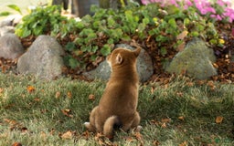 Shiba Inu dogs for sale: Eddie - Image 4