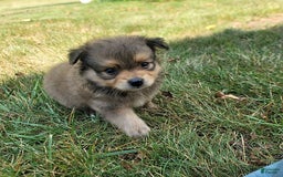 Pomeranian dogs for sale: Oscar - Image 2