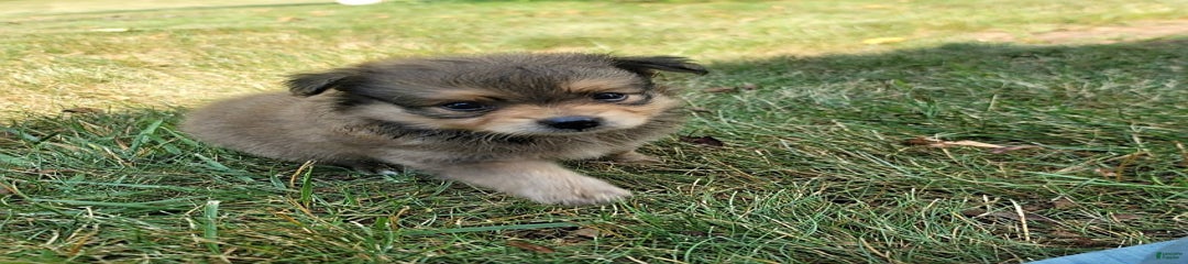 Oscar