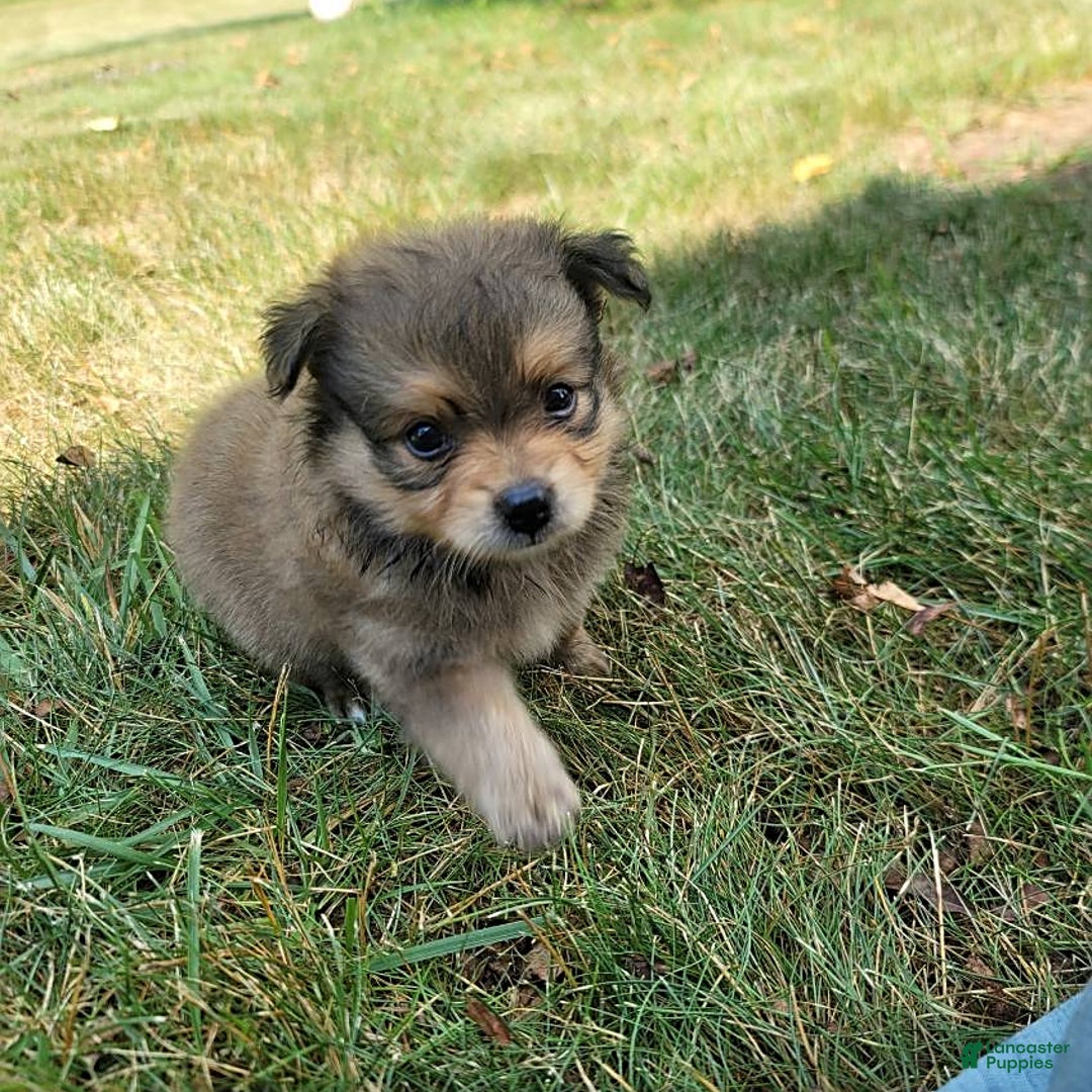Pomeranian dogs for sale: Oscar - Image 2