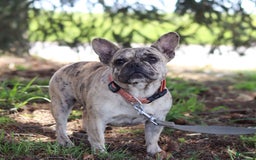 French Bulldog dogs for sale: Demi - Image 8