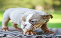 English Bulldog dogs for sale: Truffles - Image 8