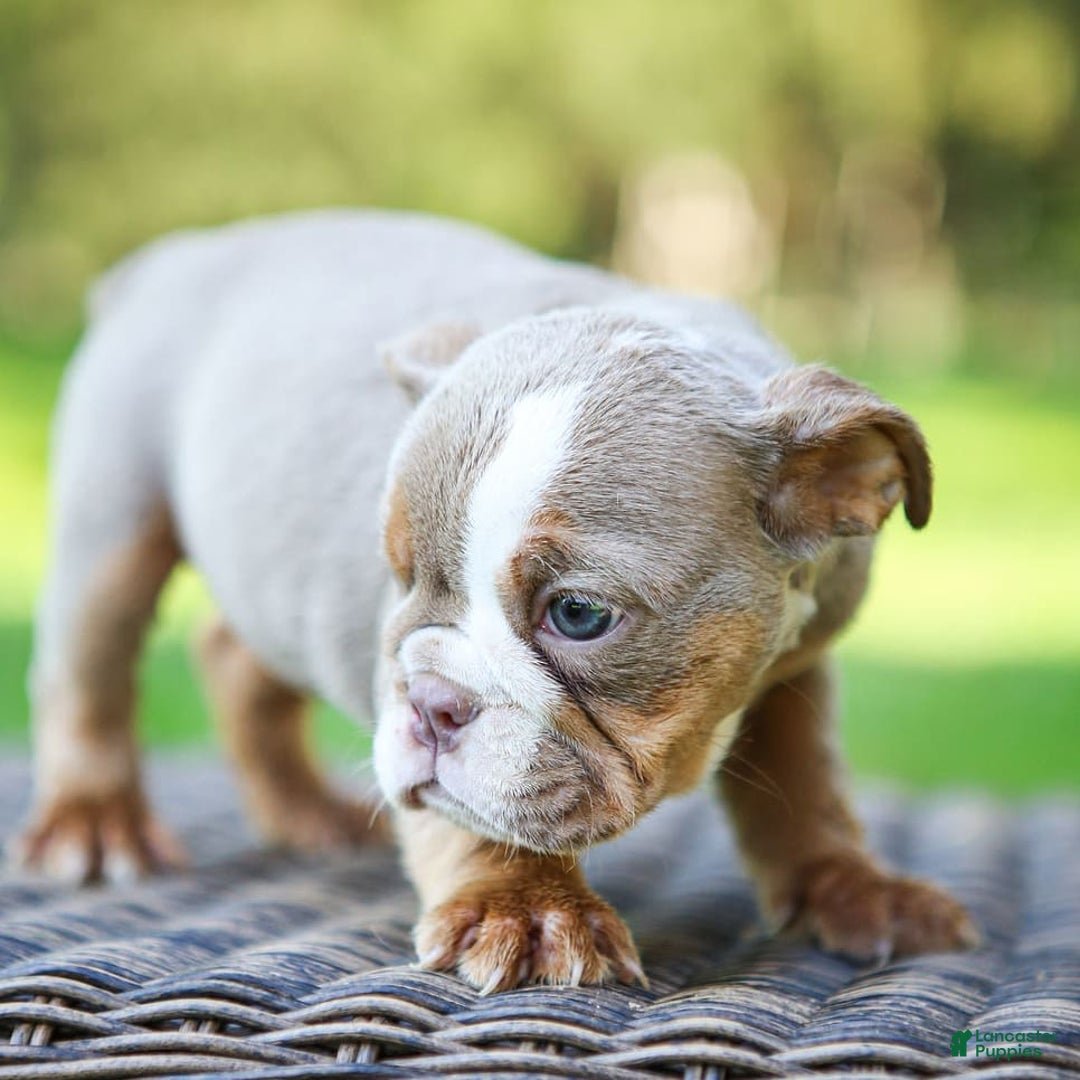English Bulldog dogs for sale: Truffles - Image 8