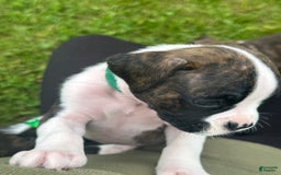 Boxer dogs for sale: Green - Image 4