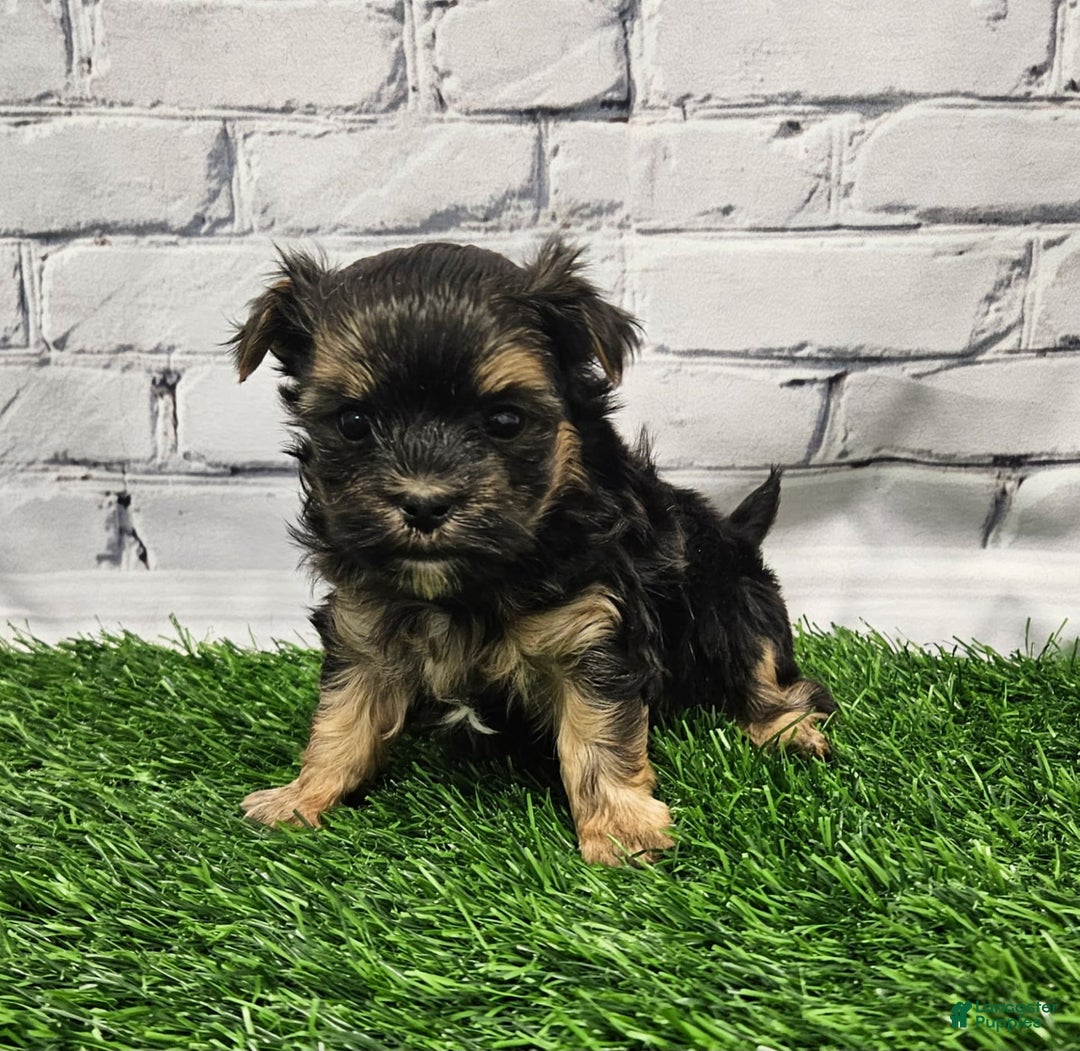 Morkie dogs for sale: Chet - Image 1