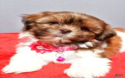 Shih Tzu dogs for sale: Jill - Image 7