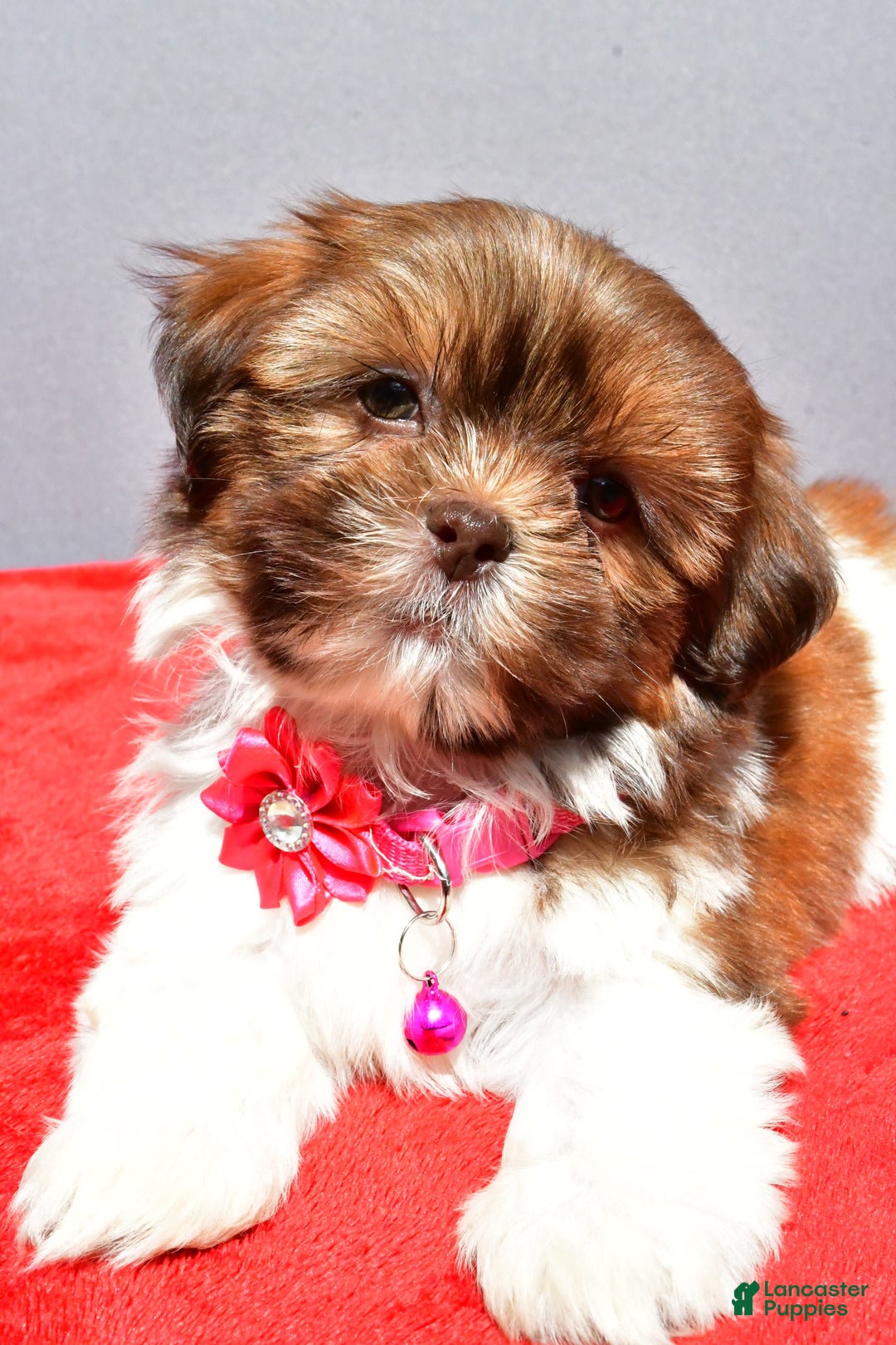 Shih Tzu dogs for sale: Jill - Image 7