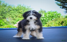 Mini Bernedoodle dogs for sale: Missy - Image 5