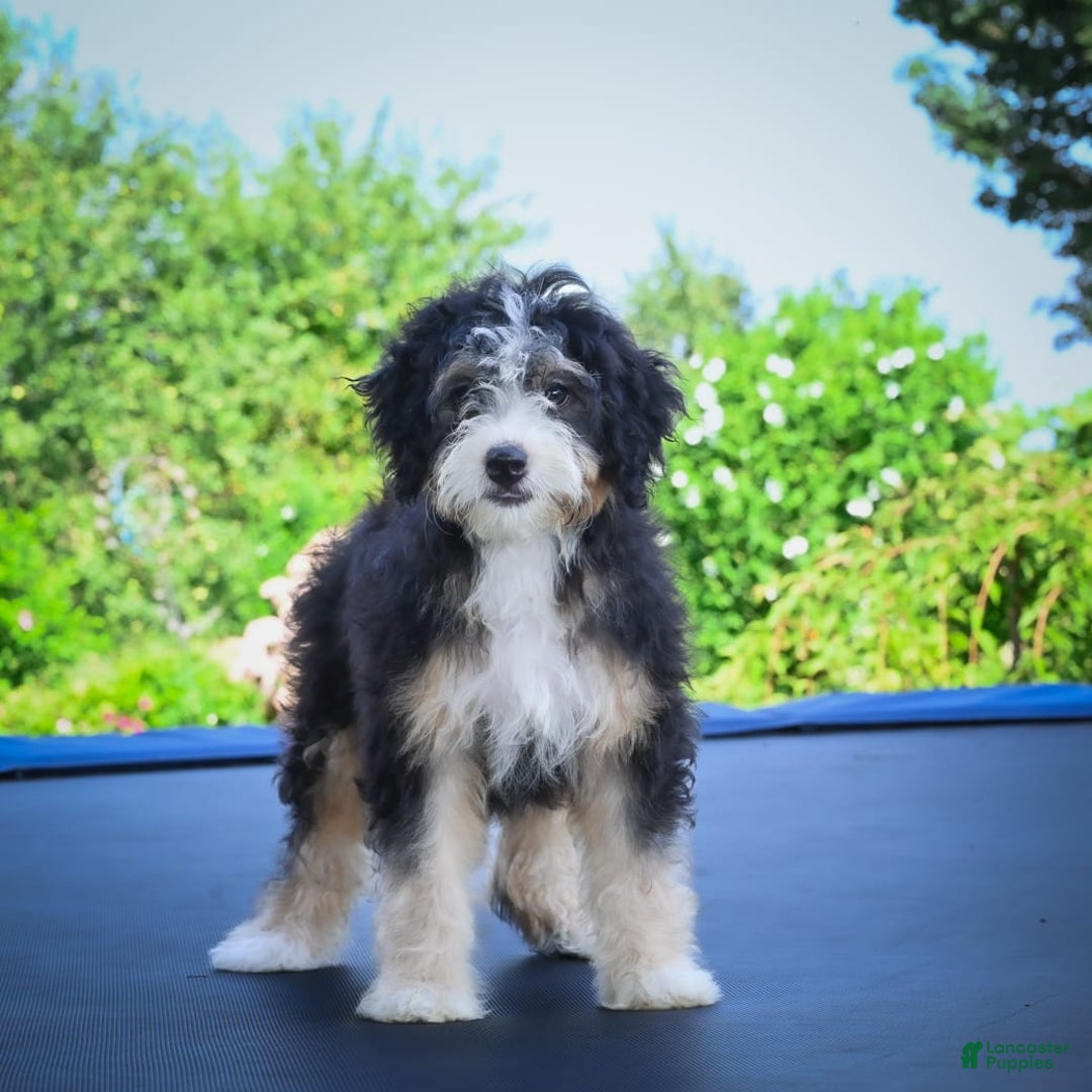 Mini Bernedoodle dogs for sale: Missy - Image 5