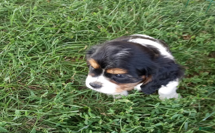Cockalier dogs for sale - Ad 2