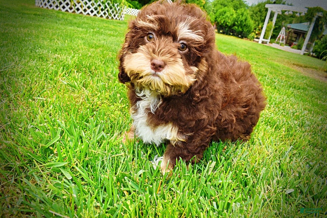 Havapoo dogs for sale: Roxy - Image 15