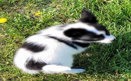 Papillon dogs for sale: Glory - Image 3