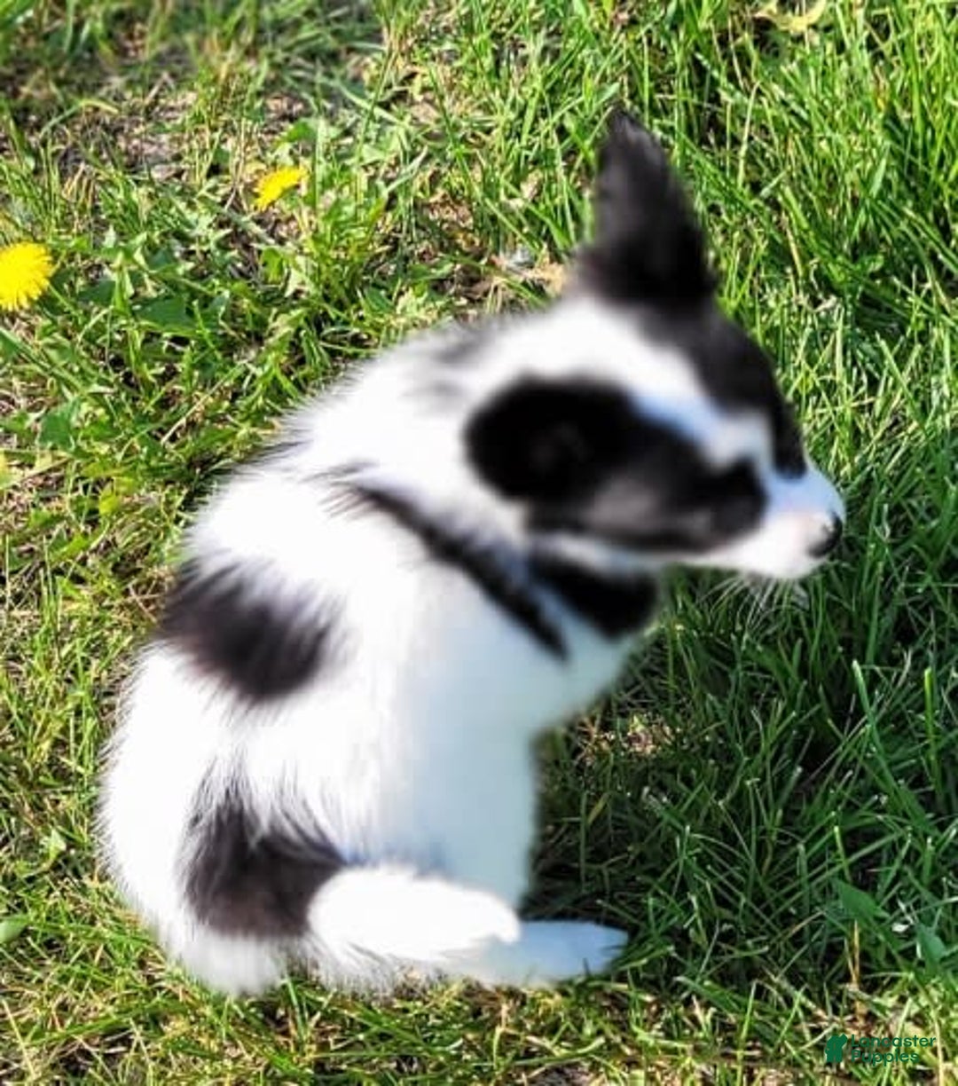 Papillon dogs for sale: Glory - Image 3