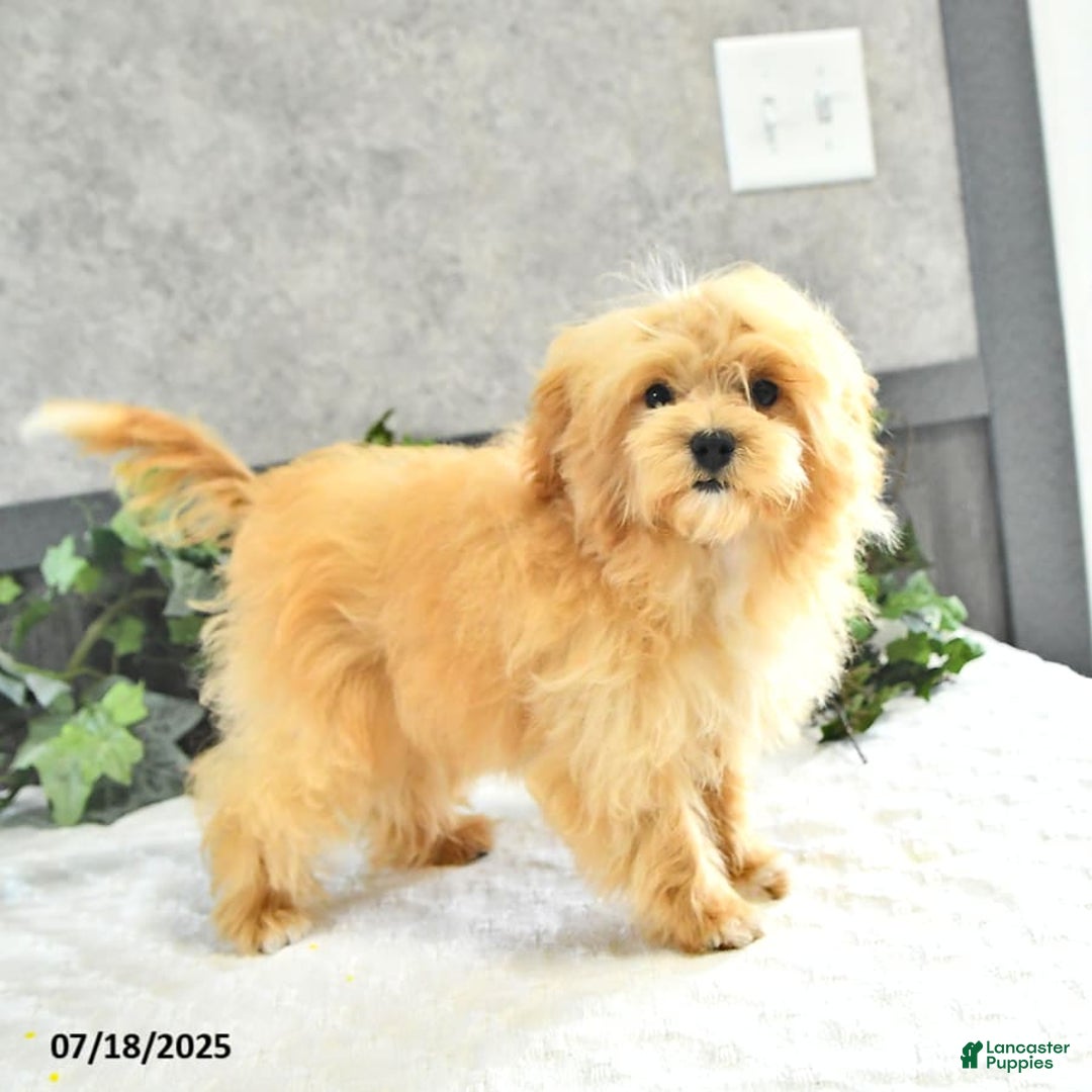 Maltipoo dogs for sale: Bella Extra Small - Image 3