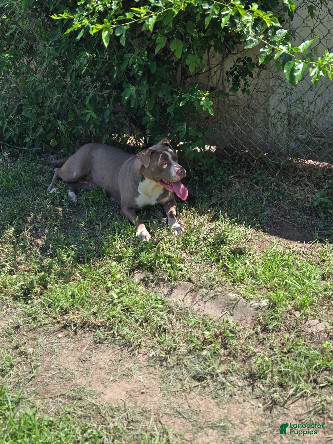 American Pit Bull Terrier dogs for sale: Asia - Image 5