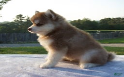 Pomsky dogs for sale: Mickey - Image 5