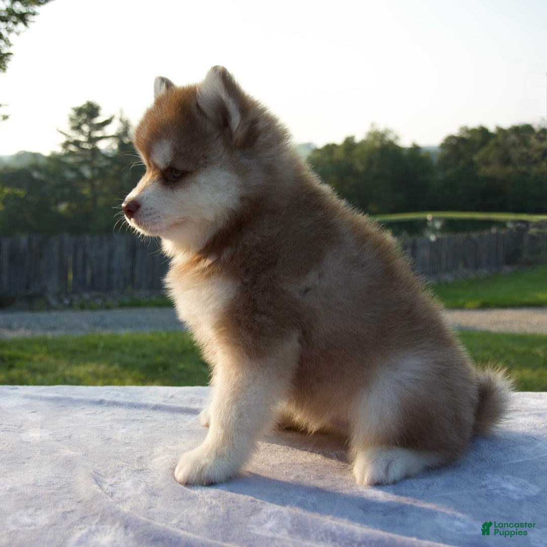 Pomsky dogs for sale: Mickey - Image 5