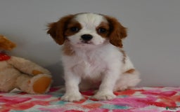 Cavalier King Charles Spaniel dogs for sale: Puddles - Image 1
