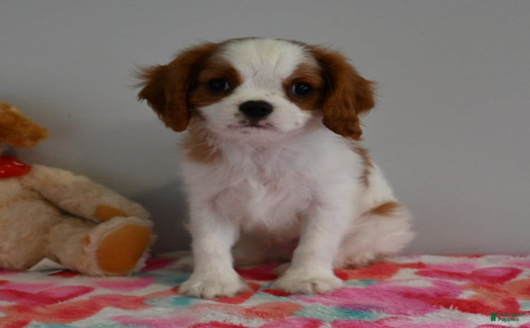 Cavalier King Charles Spaniel dogs for sale - Ad 2