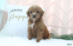 Goldendoodle dogs for sale: Snickers - Image 3