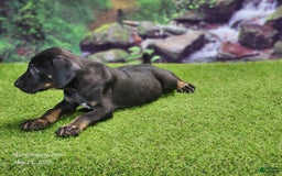Catahoula Leopard Dog dogs for sale: Jesse 2025 Male 2 - Image 10