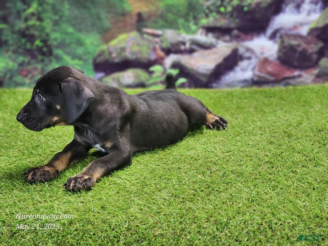 Catahoula Leopard Dog dogs for sale: Jesse 2025 Male 2 - Image 10