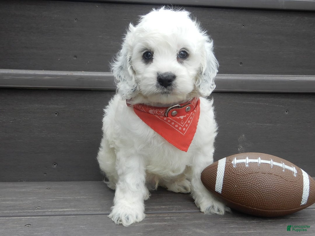 Cockapoo dogs for sale: Boomer - Image 2