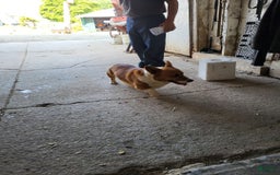 Welsh Corgi Pembroke dogs for sale: Lucky - Image 21