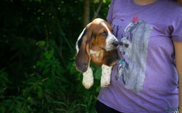 Basset Hound dogs for sale: Rocky - Image 18