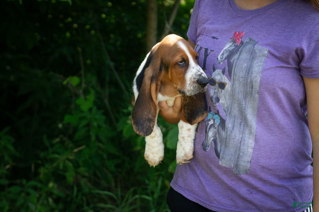 Basset Hound dogs for sale: Rocky - Image 18