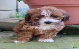 Shihpoo dogs for sale: Lola - Image 3
