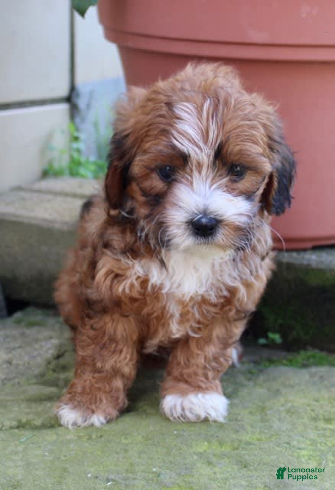 Shihpoo dogs for sale: Lola - Image 3
