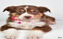 Australian Shepherd dogs for sale: Sadie - Image 1