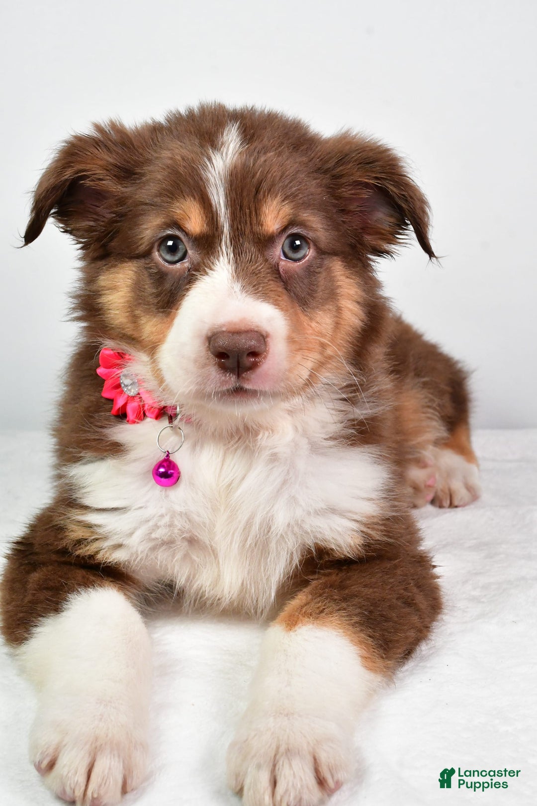 Australian Shepherd dogs for sale: Sadie - Image 1