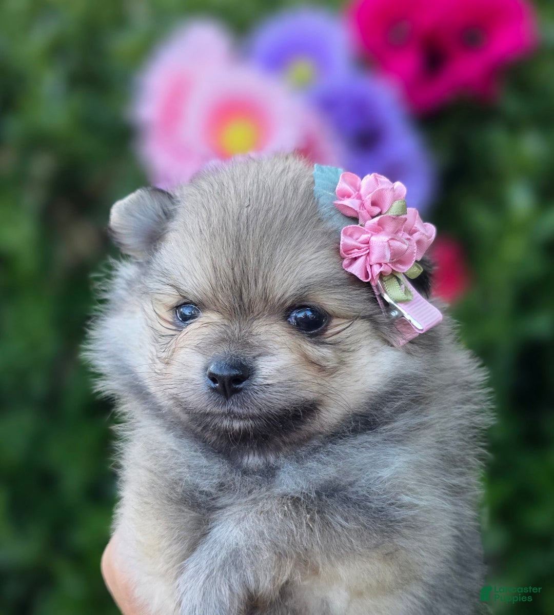 Pomeranian dogs for sale: Arya - Image 9